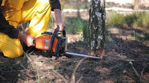 Best Tree Disease Treatment  in Sherwood, OH