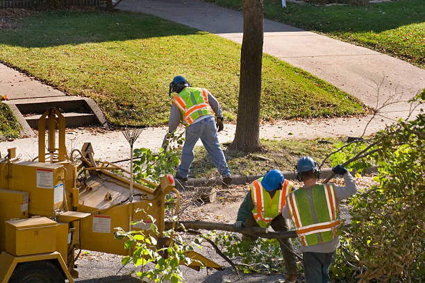 Professional Tree Removal in Sherwood, OH