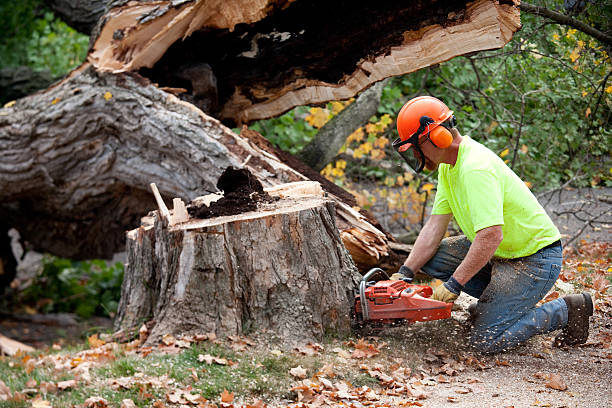 Best Storm Damage Tree Cleanup  in Sherwood, OH