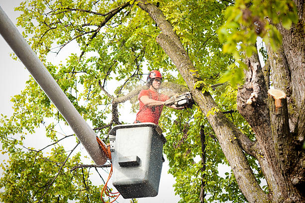 How Our Tree Care Process Works  in  Sherwood, OH